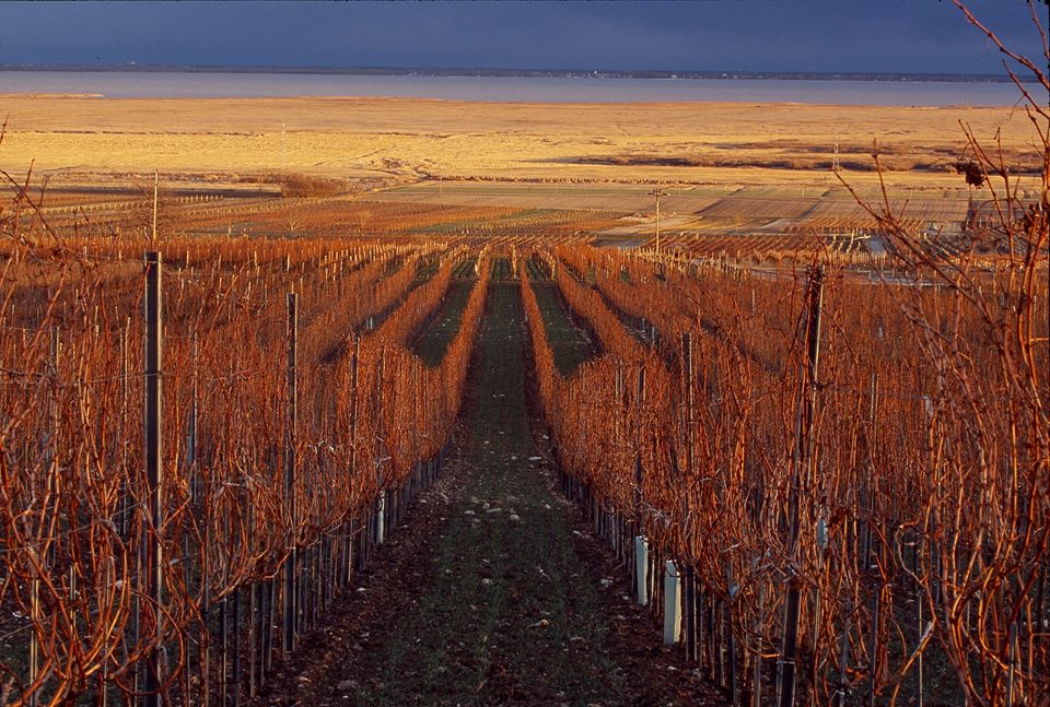 Weingarten Herbst Weingarten Herbst