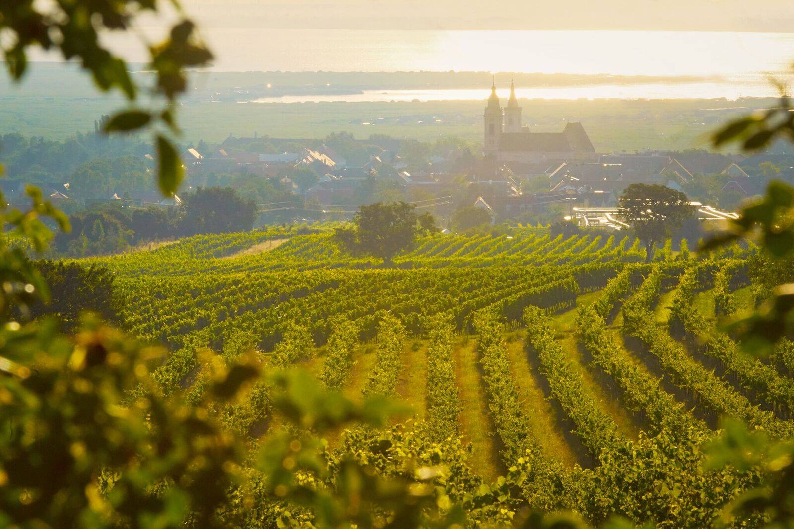 Traubenreife Qualität Reflektor Weingarten Traubenreife Qualität Reflektor Weingarten