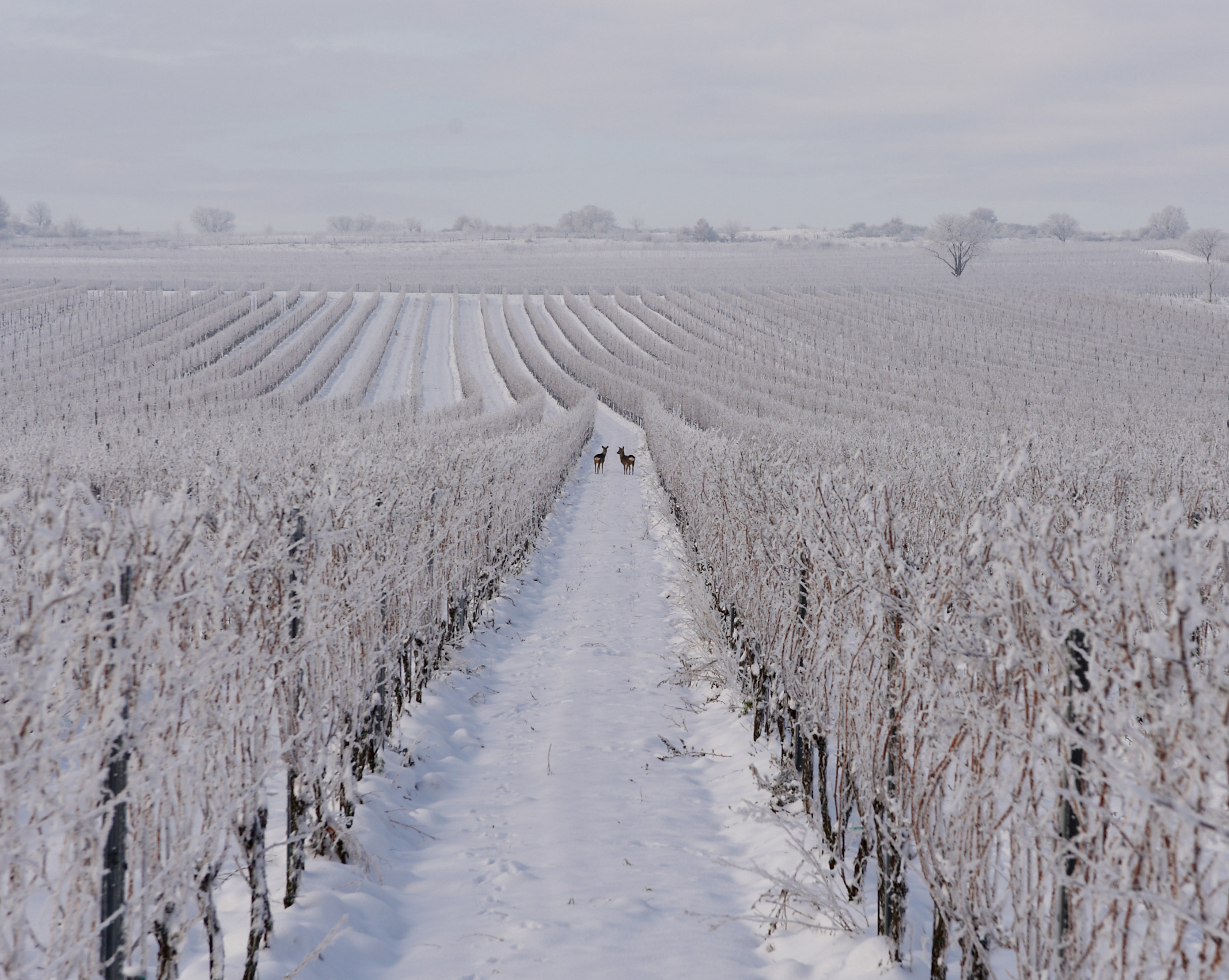 Weinberg Natur Winter Weinberg Natur Winter