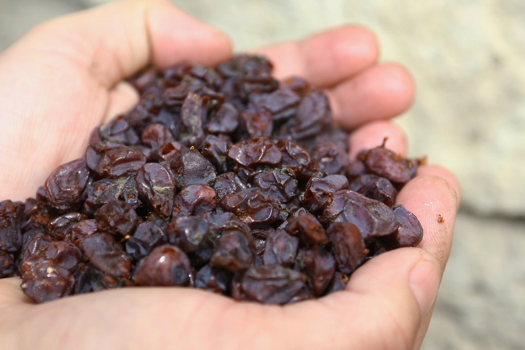 Botrytis cinerea Edelfäule Botrytis cinerea Edelfäule