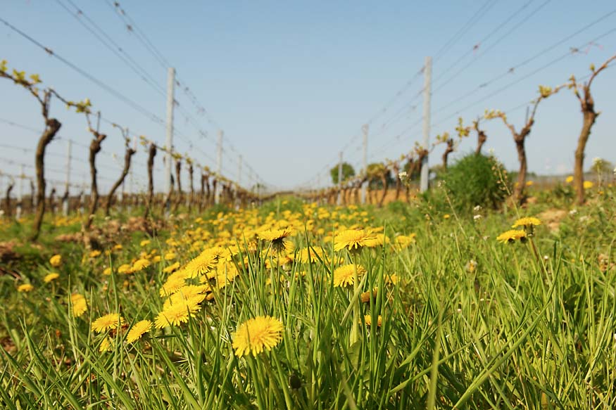 WeingartenLoewenzahn WeingartenLoewenzahn